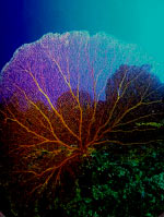 Gorgonia Marina - Coral Blando