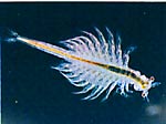 Otra especie de Artemia Salina o Brine Shrimps - este es de color no rojizo