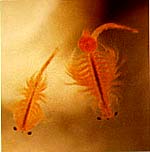 Artemia Salina especie roia del Lago Utah 
