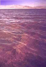 Salt Lake en Utah en Verano - Notese la coloracion rojiza producidad por la concentracion de Artemia Salina