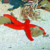Estrella de mar color rojo