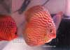 Red Turquose Discus from Spain