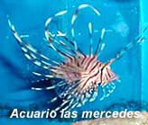 Pez Scorpión Marino - Pterois Miles - muy fuertes en todos los sentidos pero come peces pequeños y es venenoso - recomendable para acuaristas de nivel medio a avanzado.